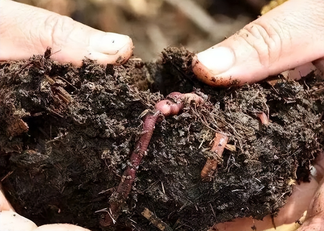电蚯蚓危害真实案例,电蚯蚓出事故