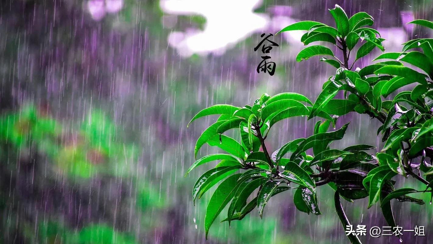 明日三月初一谷雨，“谷雨在月头，寡妇不用愁”，今年收成好吗