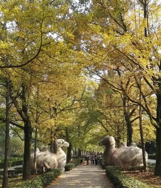 南京旅游攻略最详细攻略,南京旅游自由行详细攻略