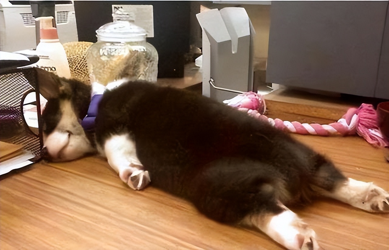 狗子有窝不睡,狗子睡觉前为什么喜欢刨一会窝