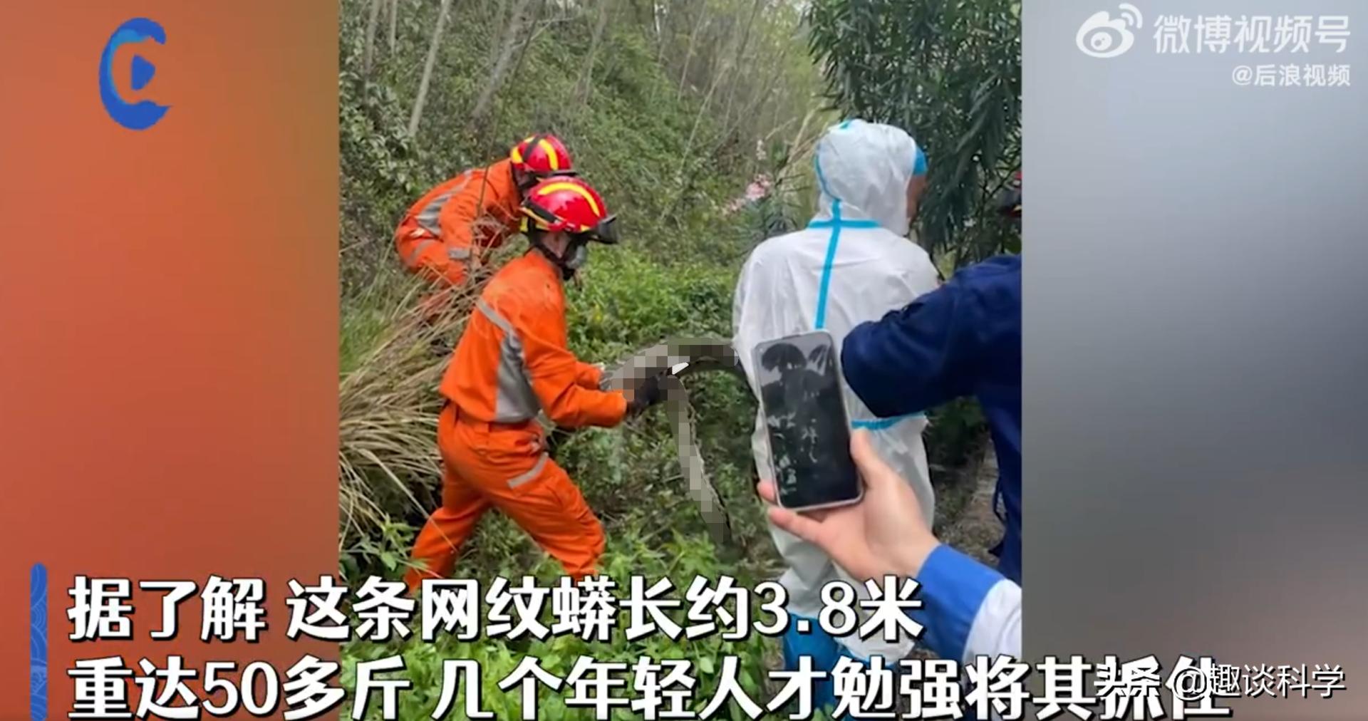 近60斤巨蟒进入深圳一居民家中,40斤巨蟒藏身10年真相原来是这样