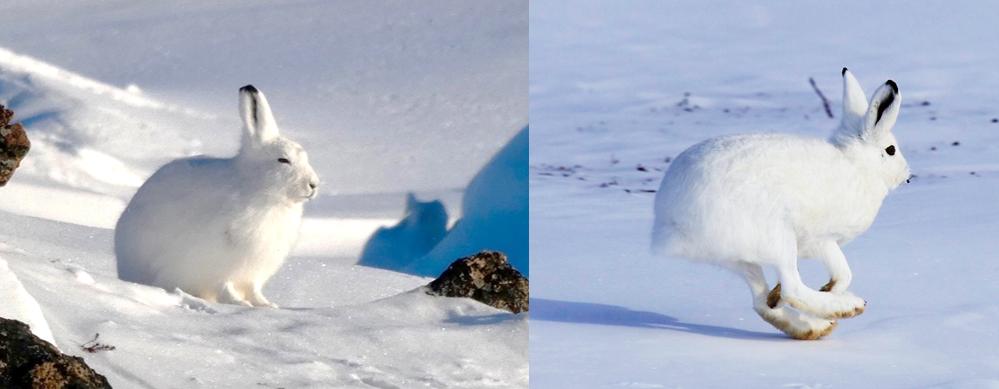兔子没有实力就被人瞧不起,兔子从来没被战胜过