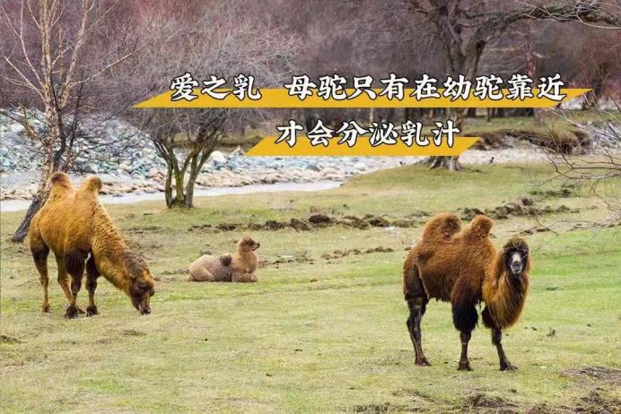 伊牧驼——新鲜驼乳的搬运工