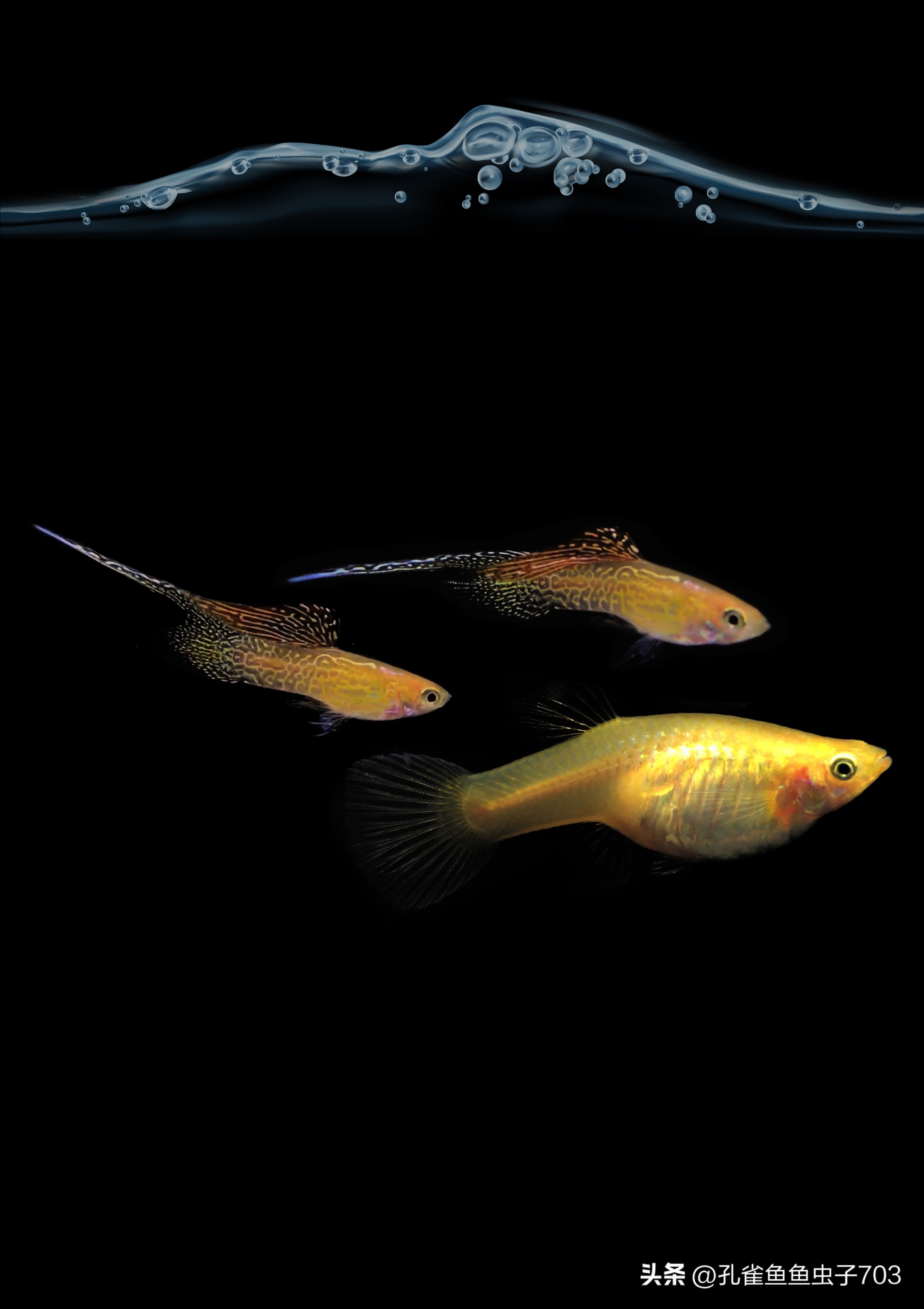 春季鱼为什么死亡如何救活,自己养的鱼无征兆死亡怎么回事