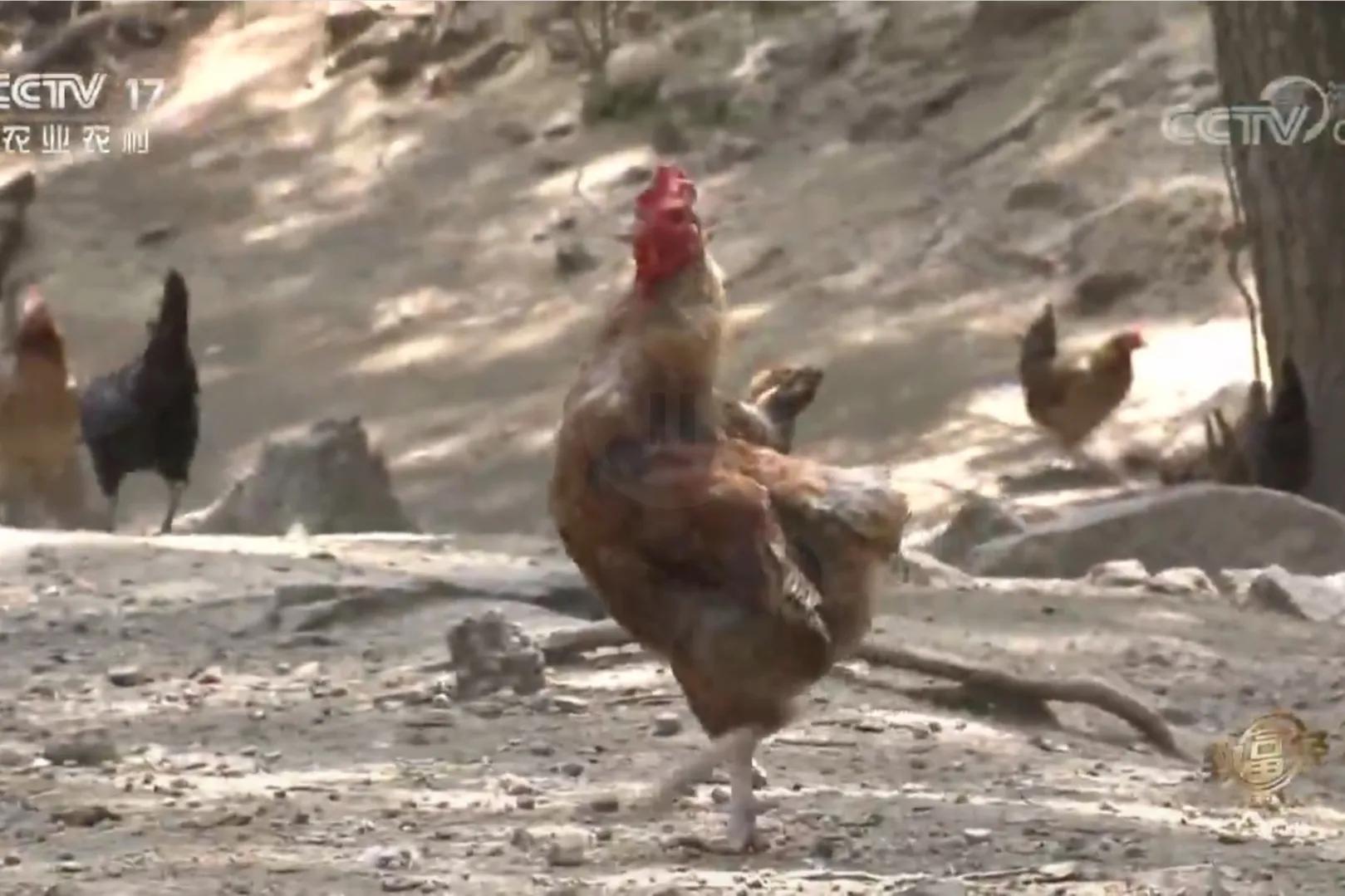 200亩荒山变成聚宝盆,荒山摇身一变成村民聚宝盆