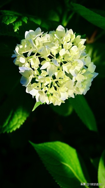 落英缤纷头条文章,落英缤纷芳草鲜美