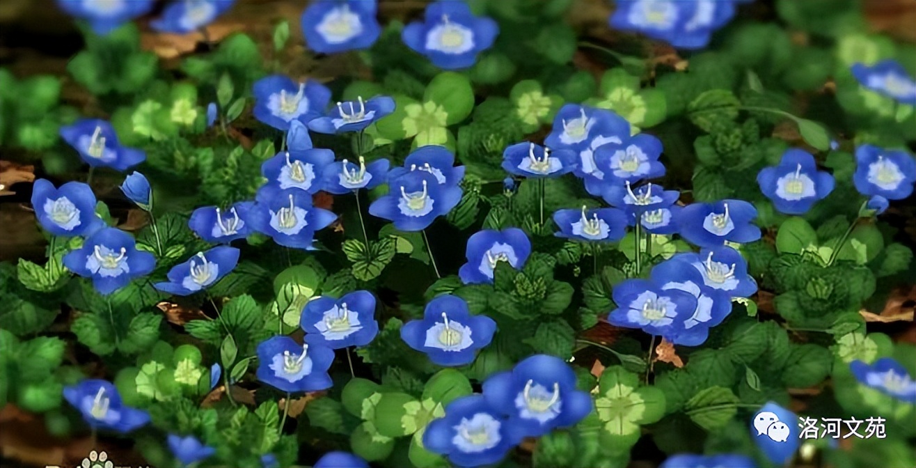 怒放的生命马云完整版,怒放的生命精彩音乐汇