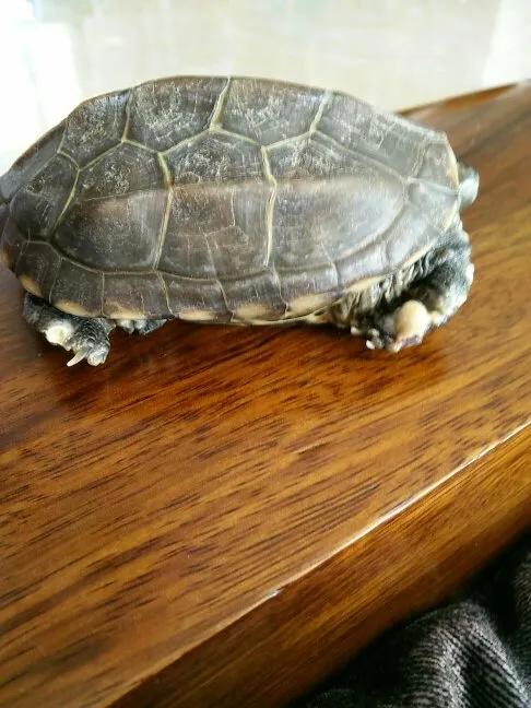 防止乌龟腐皮腐甲的方法,红茶可以治疗乌龟腐皮吗