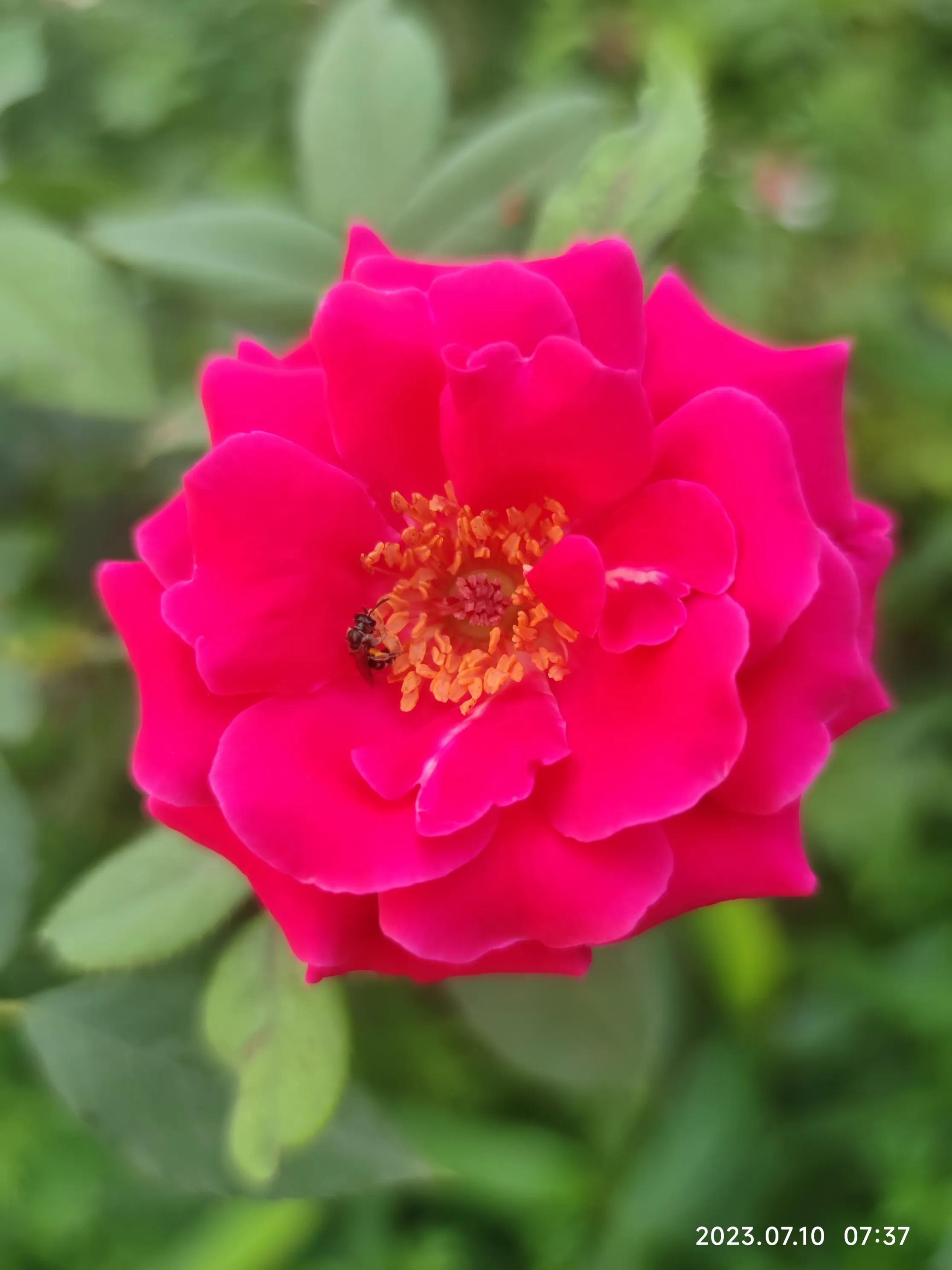 手机拍花如何拍出光斑,如何利用苹果手机拍花