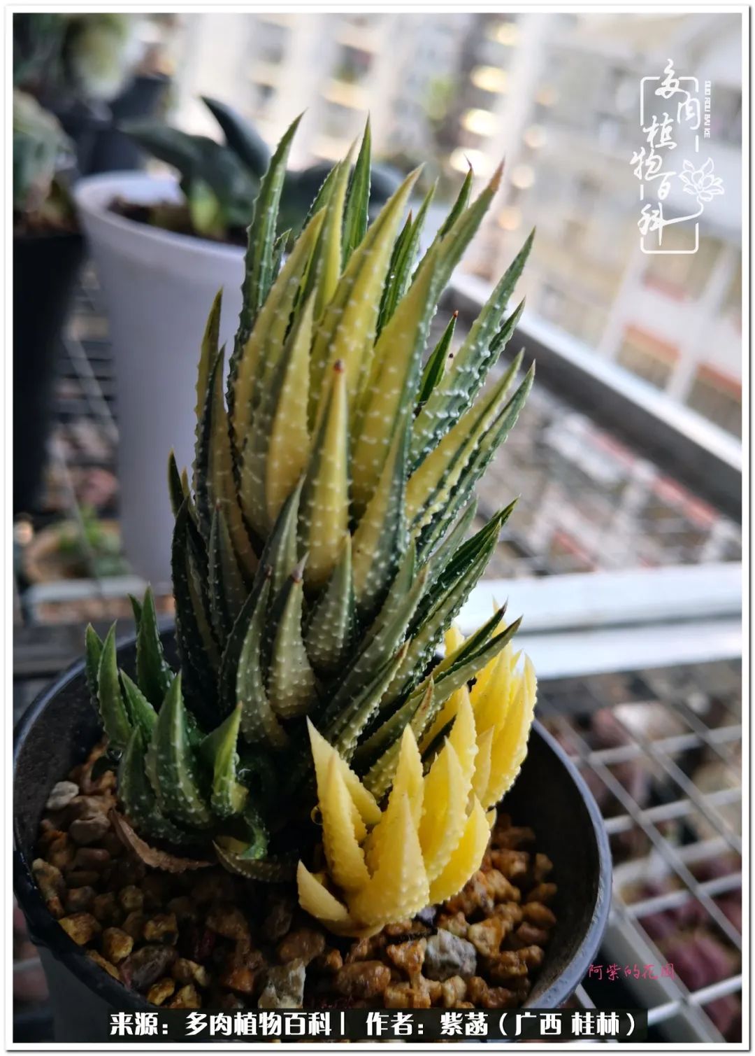 酷暑里的关爱，如十二卷般透亮绵长