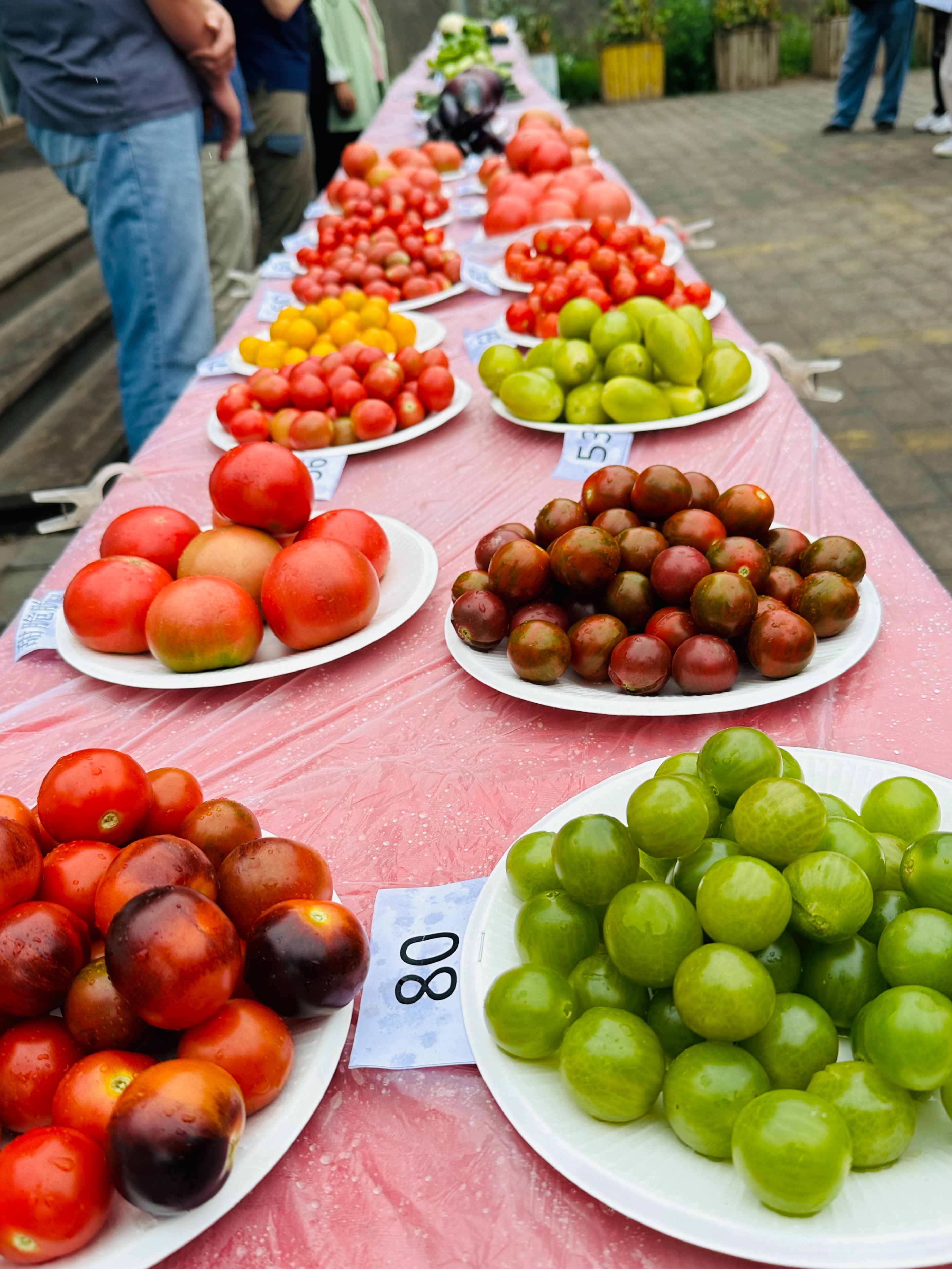 全市设施蔬菜产业链现场观摩,市农科所蔬菜新品种观摩会