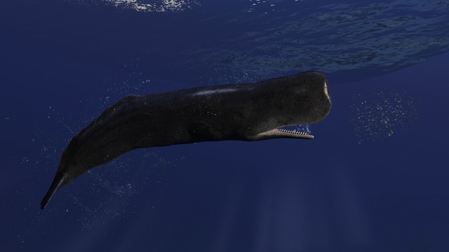 哺乳动物中的“潜水冠军”——抹香鲸