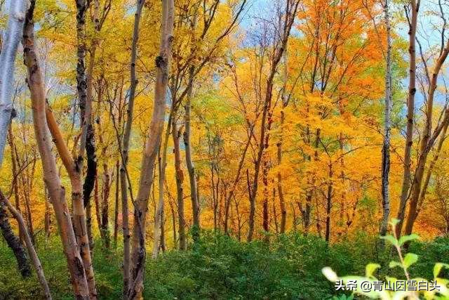 荒山种什么树木经济效益好,荒山种植什么最赚钱