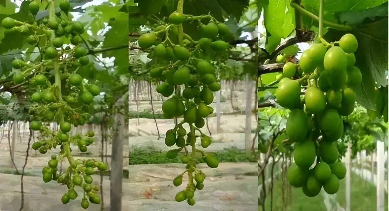葡萄刚谢花打什么药,葡萄谢花后怎么保果