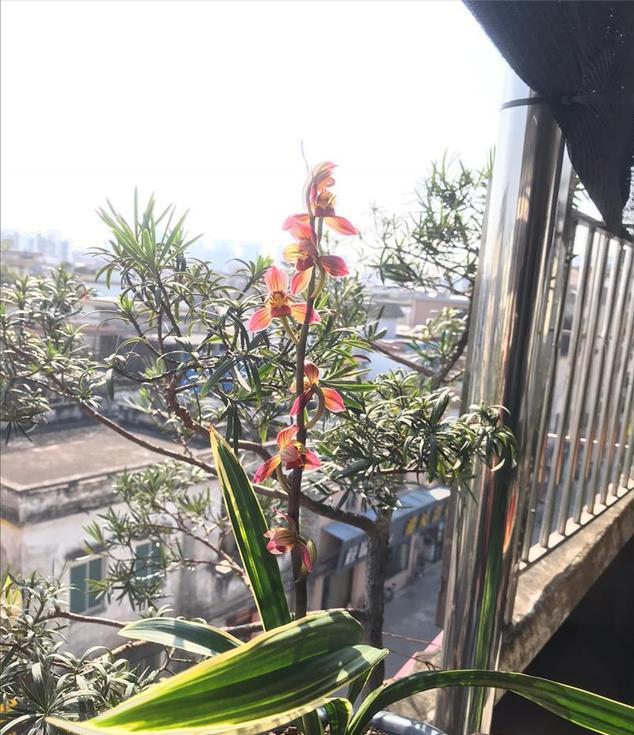 金边墨兰红神荷怎么养才开花,墨兰红太阳带花苞