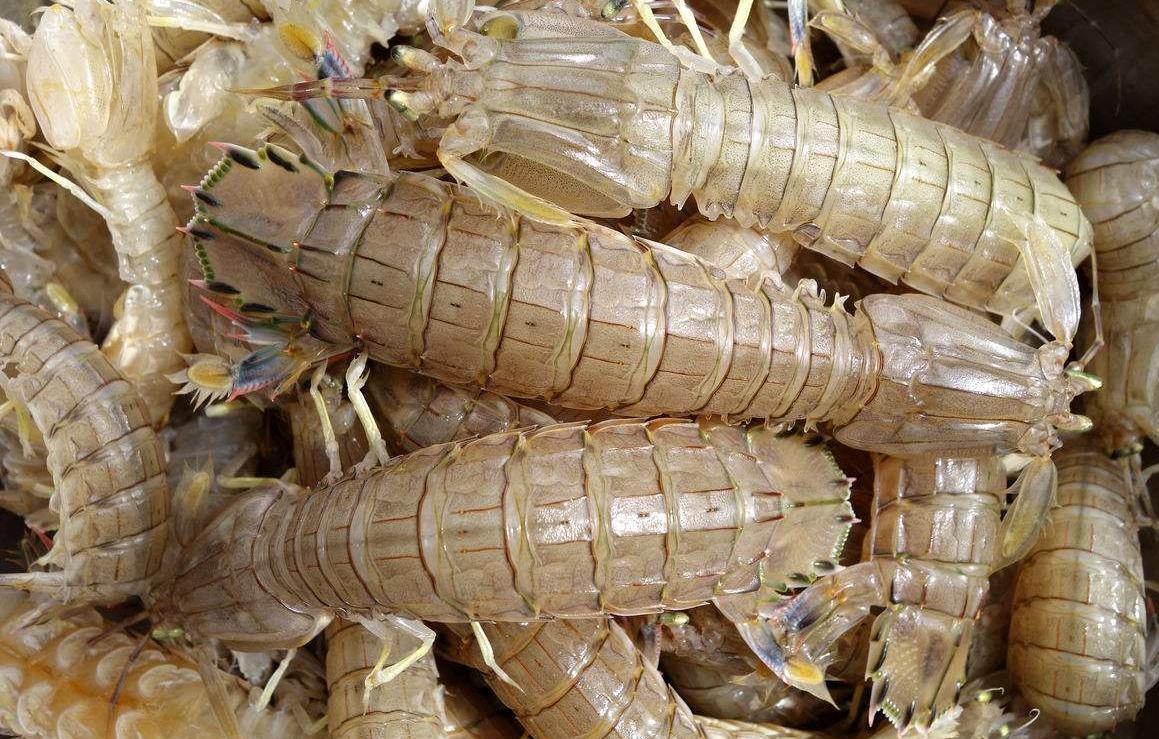 皮皮虾有哪些部分不能吃,皮皮虾有不能吃的东西吗