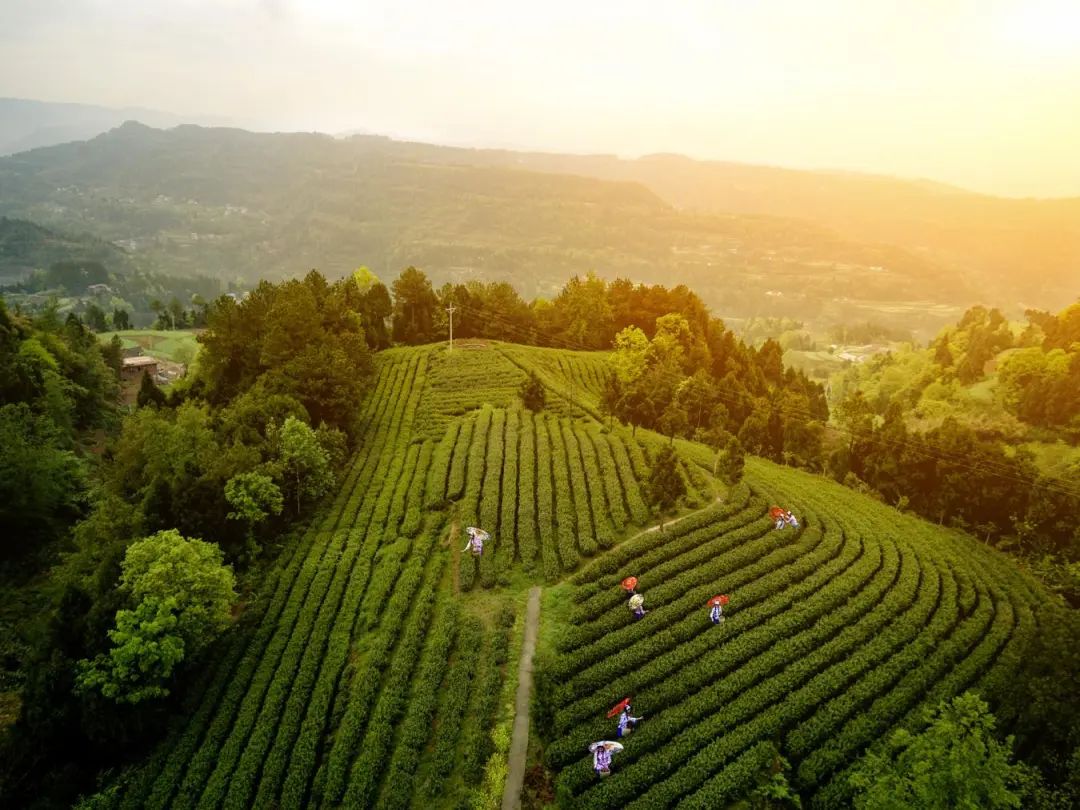 旺苍绿谷古道茶乡,旺苍千年古茶之乡