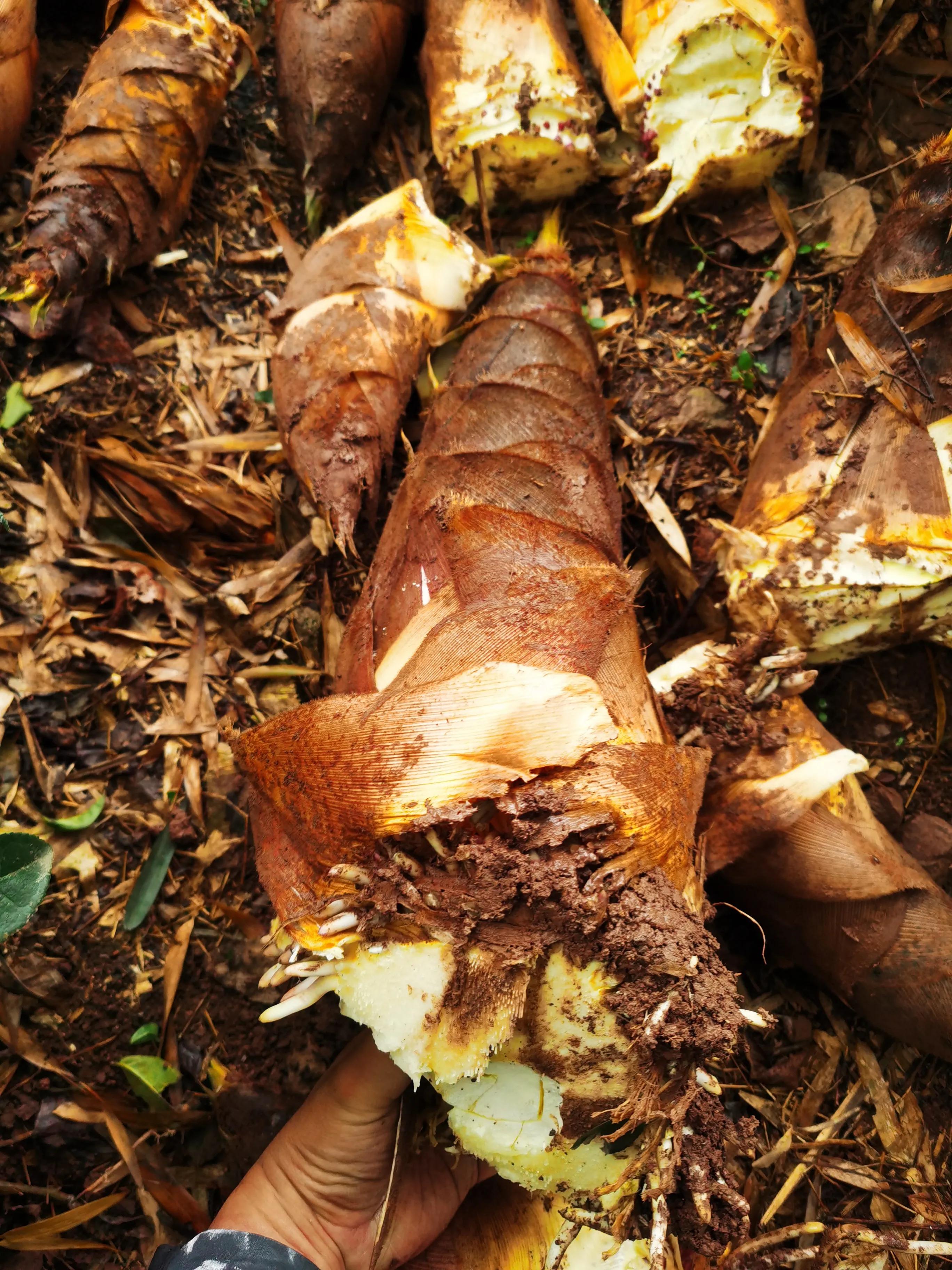 绍兴最好的笋丝梅干菜制作方法,浙江笋丝梅干菜的家常做法