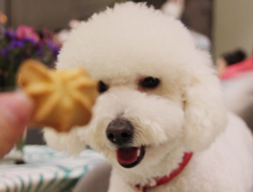 比熊犬的六个缺点是什么,比熊犬的优缺点及性格分析