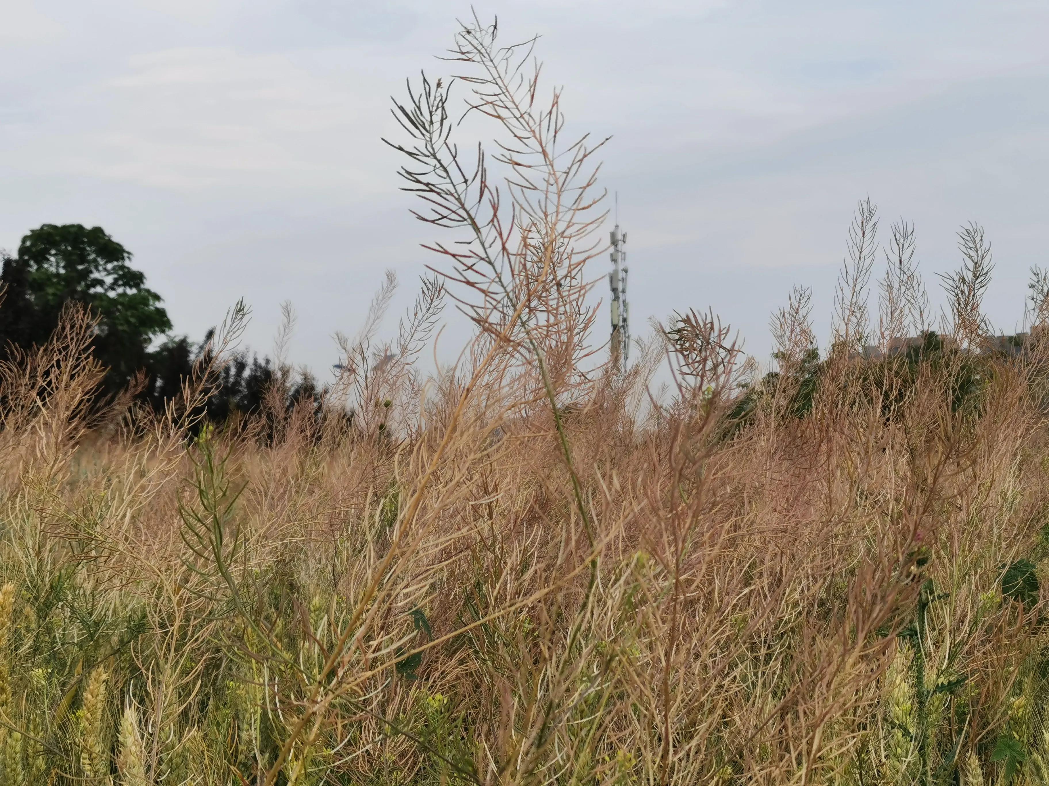 高贵气质麦穗发夹,成熟的麦穗才会低下高贵的头颅