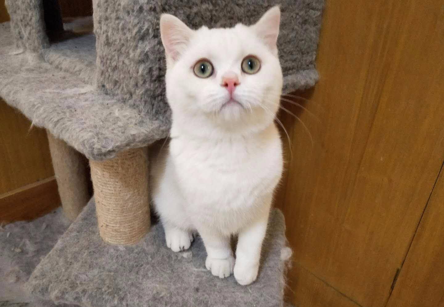 买英短猫,英短和家猫串出来的猫