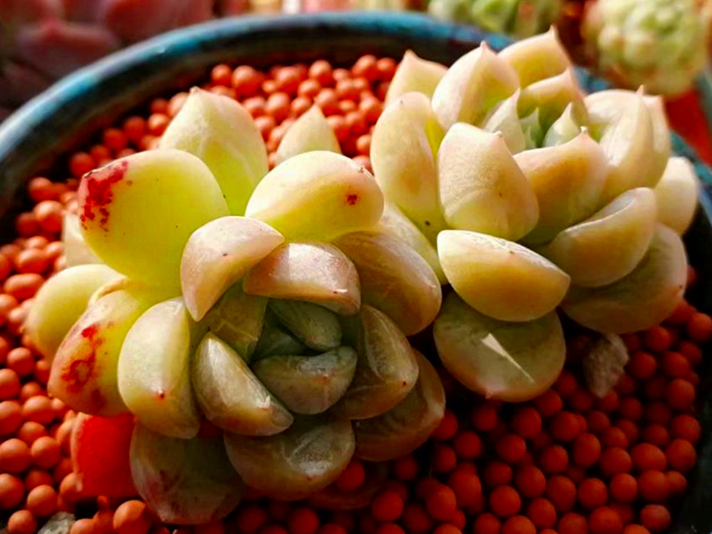 如何认清所有多肉的品种,270种常见多肉你都认识吗