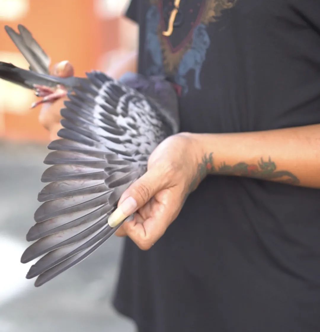 陋棚一样可以飞出“飞龙荣耀杯”13760羽总冠军，王志杭夺得亚军