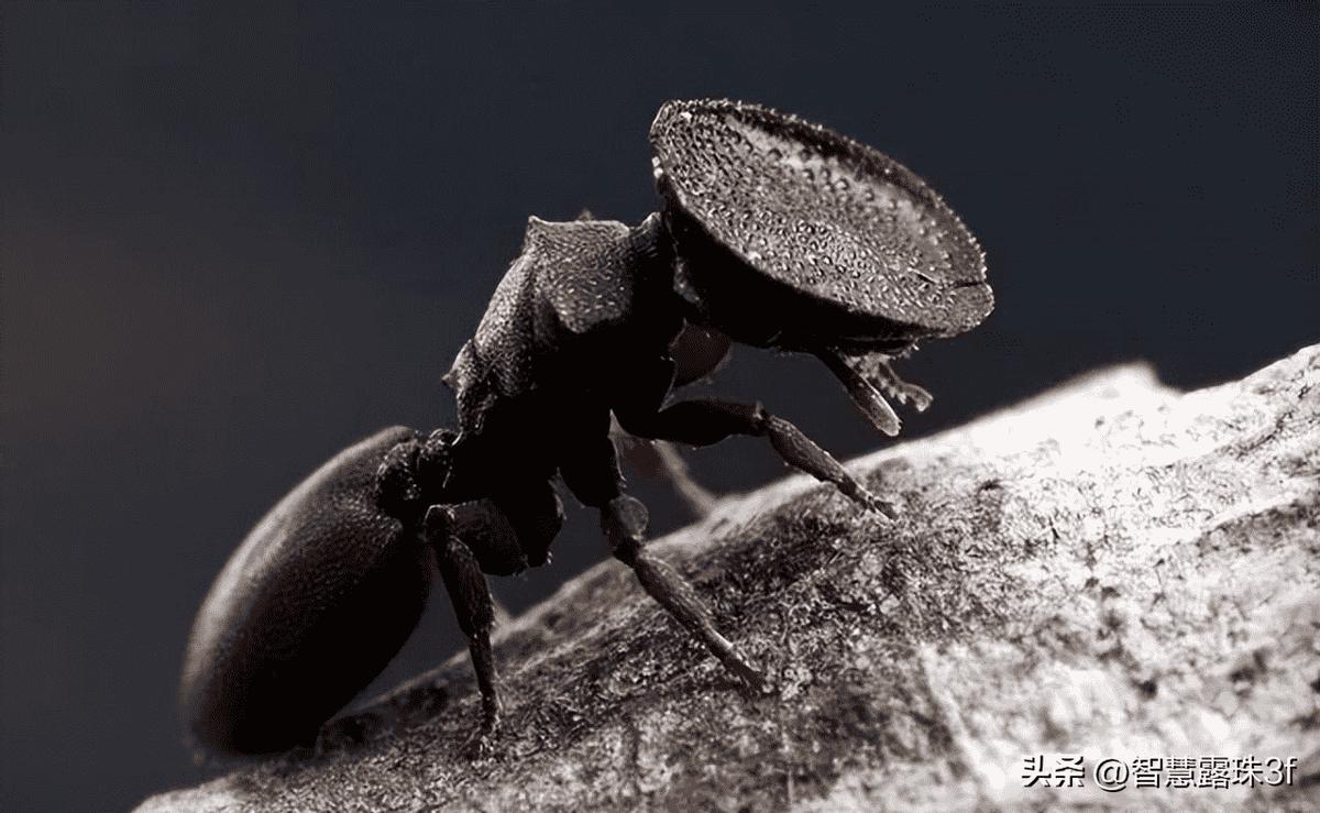 娓呭绉樺彶鍥剧墖澶у叏,娓呬唬鍘嗗彶鐝嶈吹褰卞儚