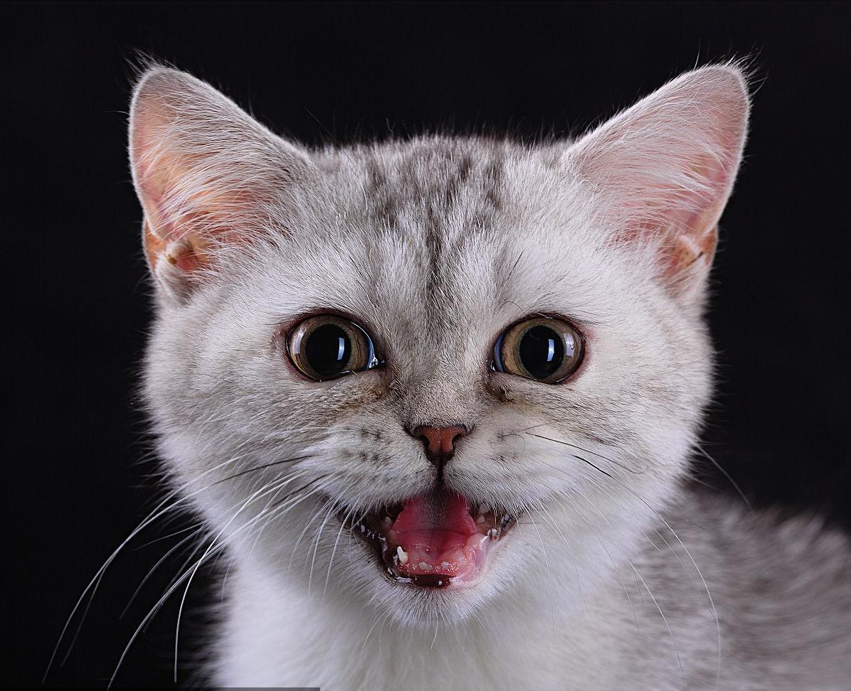 怎么挑选幼猫美短,怎么挑选幼猫性格