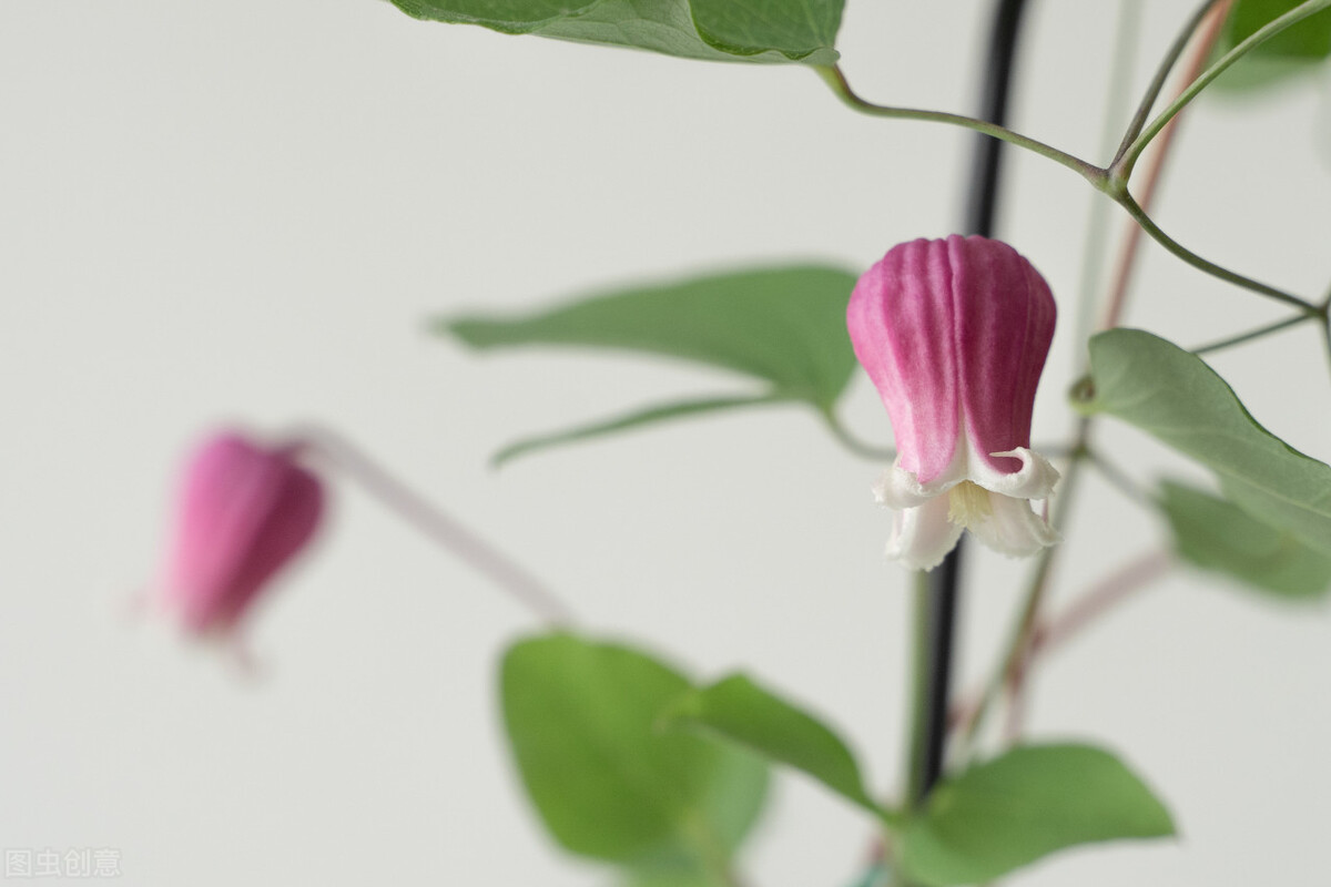 铁线莲根怎样辨别真假,铁线莲真假怎么辨别