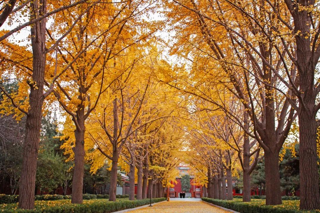 描写秋天的诗句大全100句,欣赏秋天的诗句大全