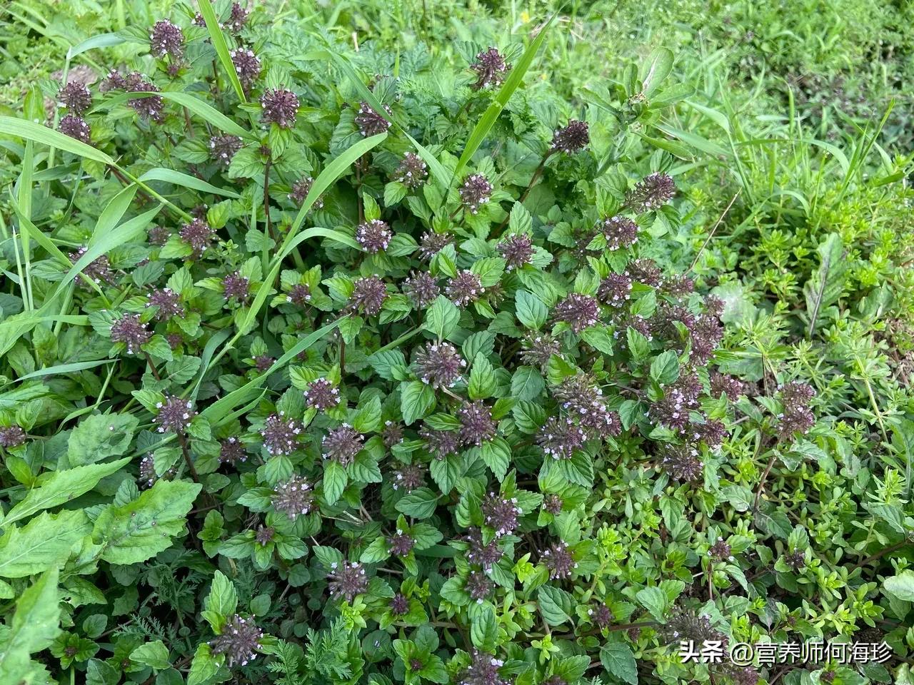 像假草的草有哪些,夏枯草和干仙草一样吗