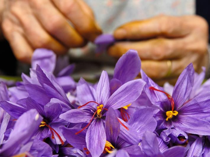 藏红花能种为什么还那么贵,家里自己种的藏红花有那么贵吗