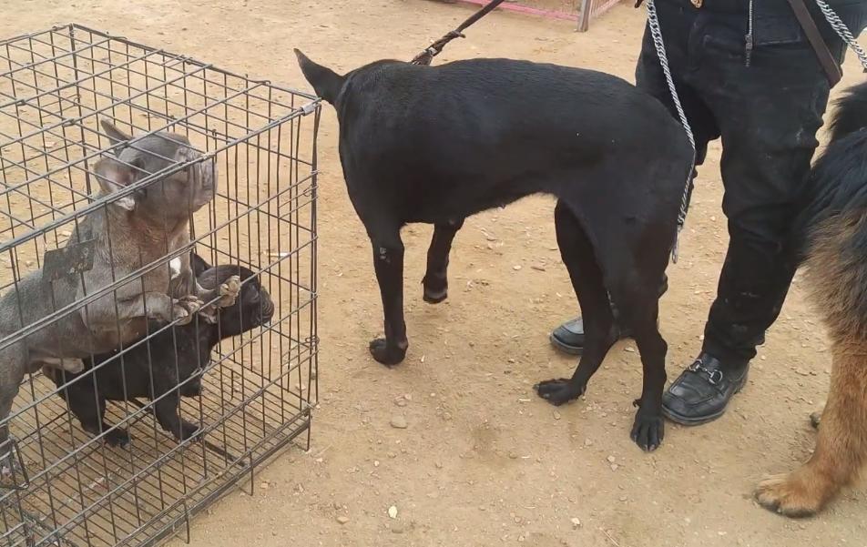 东北：大哥想救笼里狗，岂料狗贩张口就是数十万，大哥：这谁能买