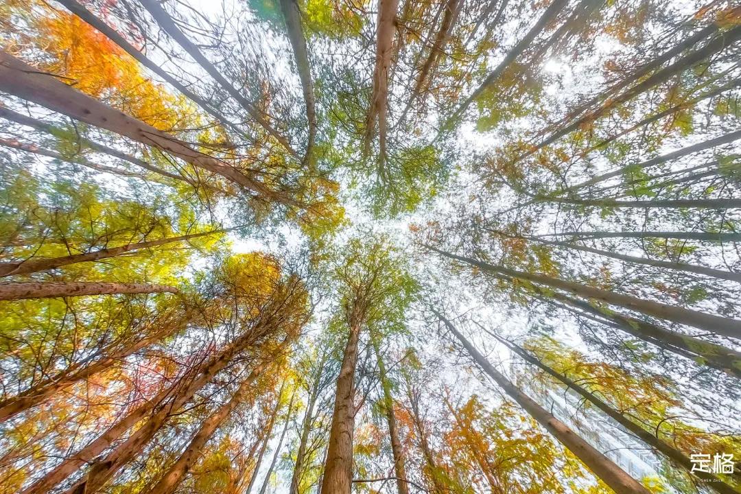 娲箹鍏洯娣卞湷,娲箹鍏洯鑽疯姳