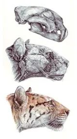 虎年的虎：我从哪里来，要到哪里去？