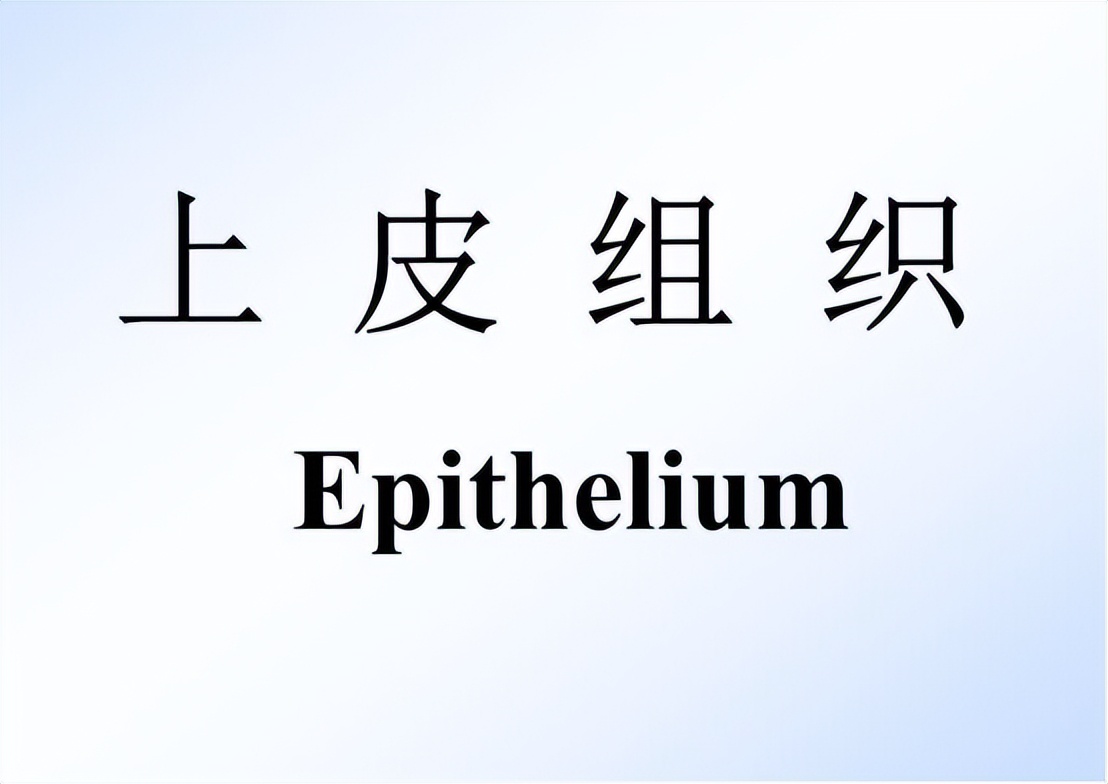 雌激素下降为何容易尿路感染,反复尿路感染能用雌激素吗