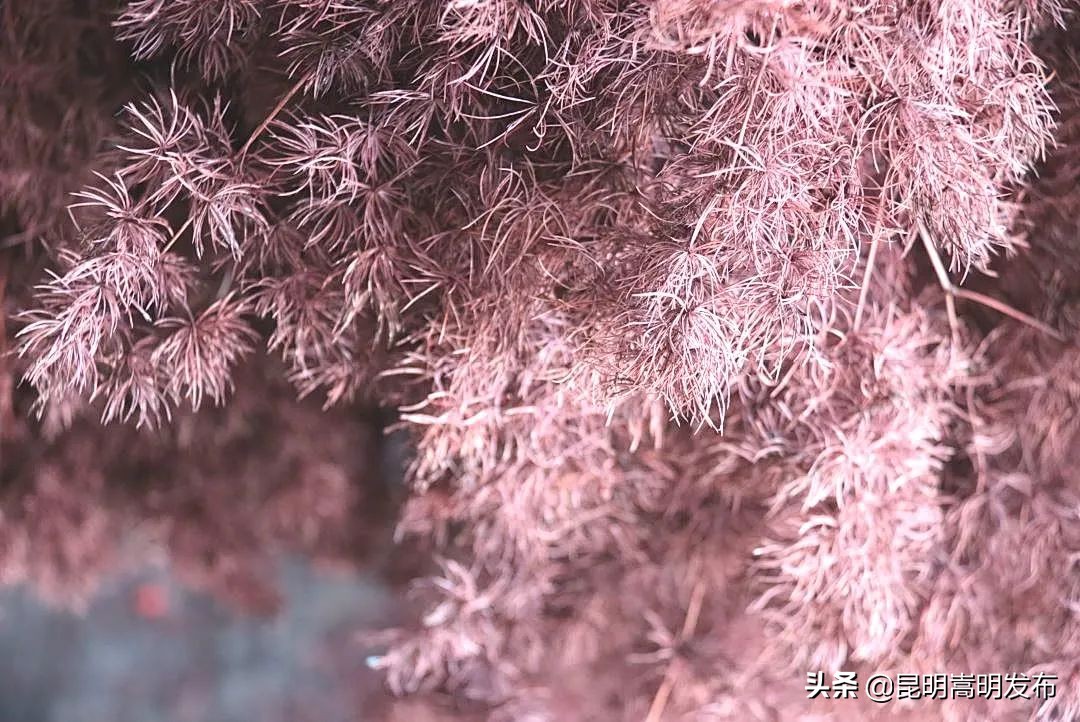 嵩明永生花店 (嵩明永生花)