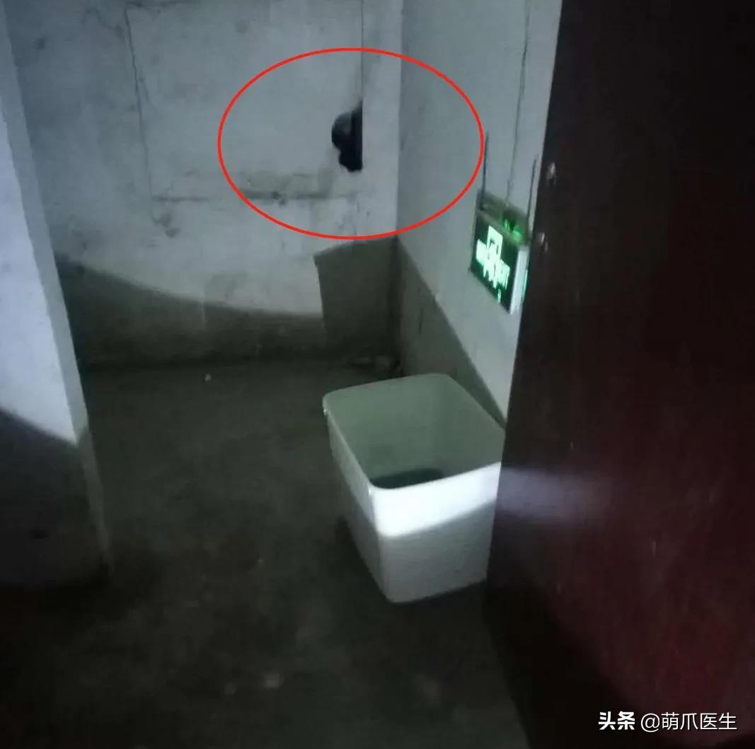 我的猫丢了拿回来要钱怎么办,我的猫丢了隐晦的意思