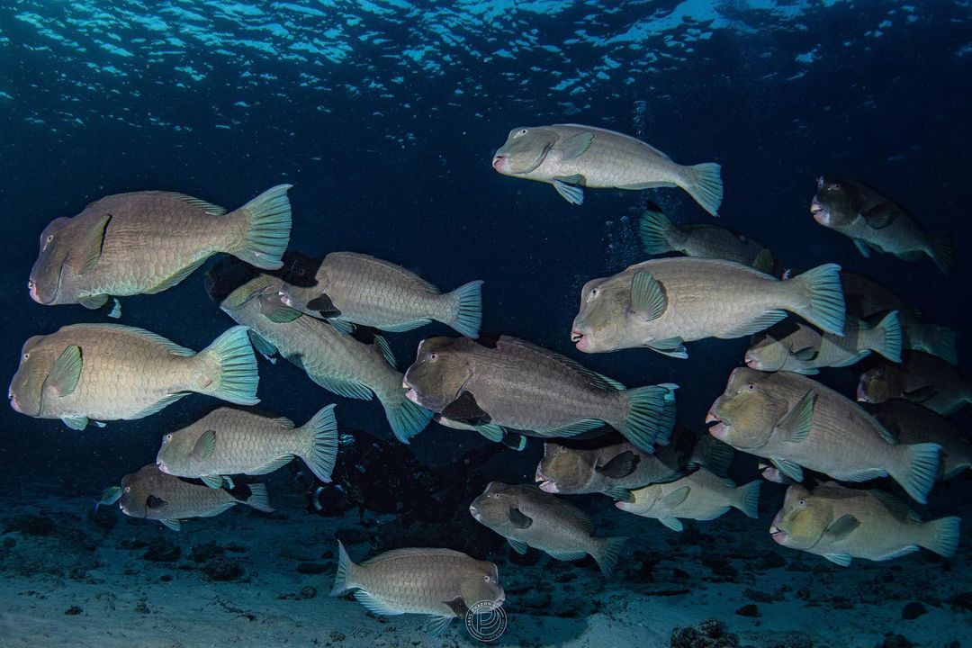 奔向西南，巴拉望归来不看海