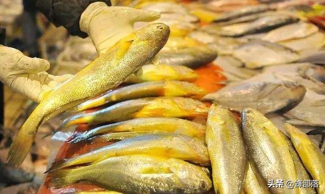 一网4500斤黄鱼,渔民一网野生黄鱼出957万高价