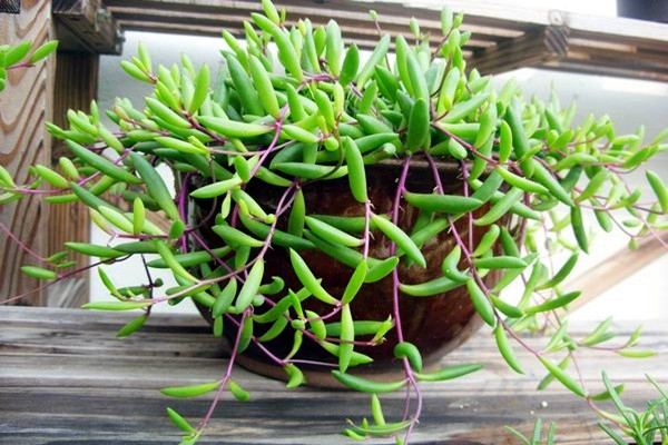 十二卷多肉的品种图鉴,100种多肉植物图片大全