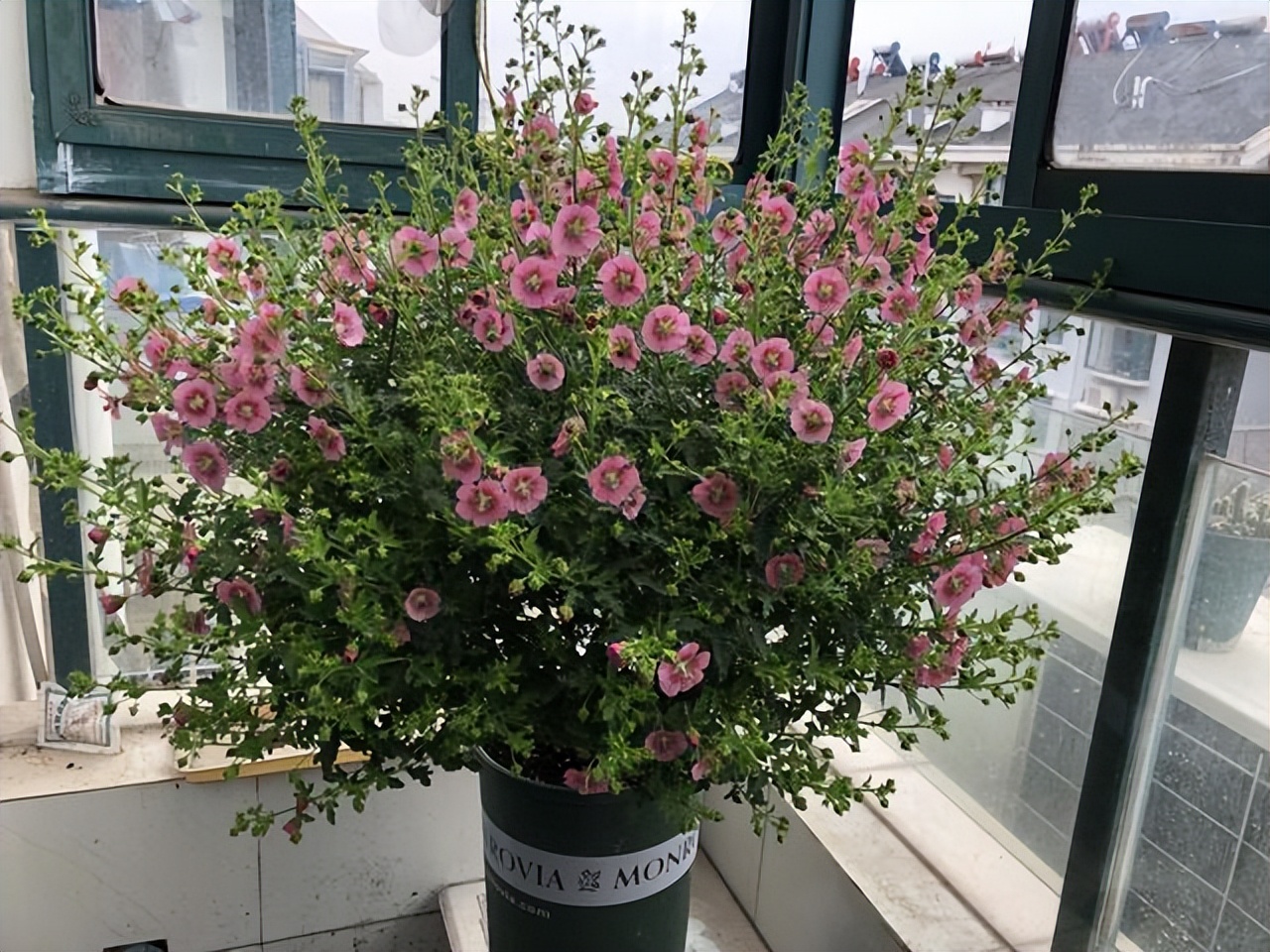 卧室适合放哪种花,室内净化空气的花卉