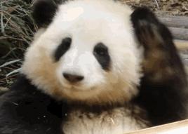 丫丫目前回国的样子,丫丫回国是好事还是坏事