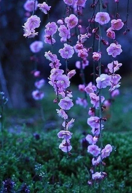 一花一世界经典图片,100种最美花卉图片