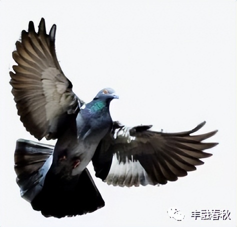 「散文」李芳｜鸽子——和平的象征