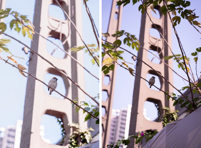 蚂蚁王国疯狂动物城,疯狂动物城初级版