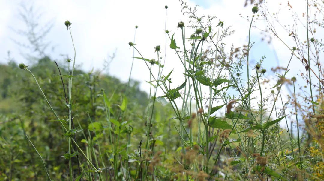 一味奇妙的中药，续筋骨、调血脉、活关节、止腰痛，无论男女均可