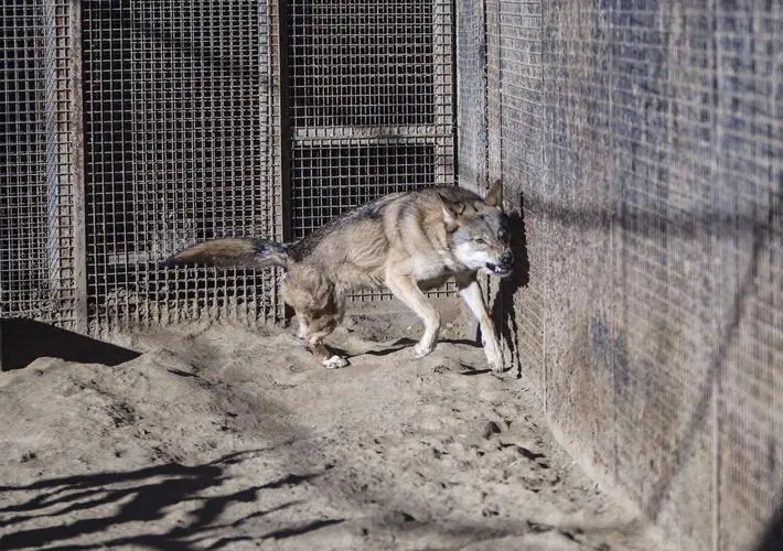 成都画家在草原写生收养狼的故事,成都女青年画家意外收养一只幼狼