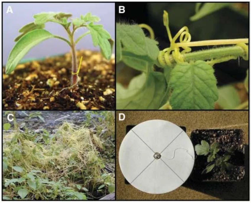 “菟菟”那么可爱，为什么还要这么卷呢？